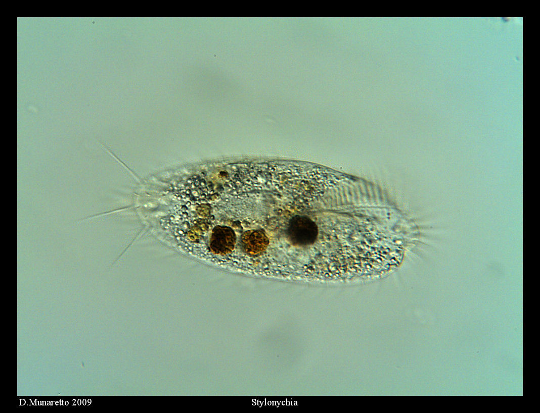 Stylonychia